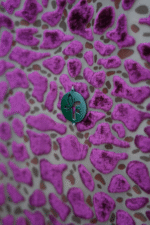 Fancy Purple Velvet Abaya - Image 4